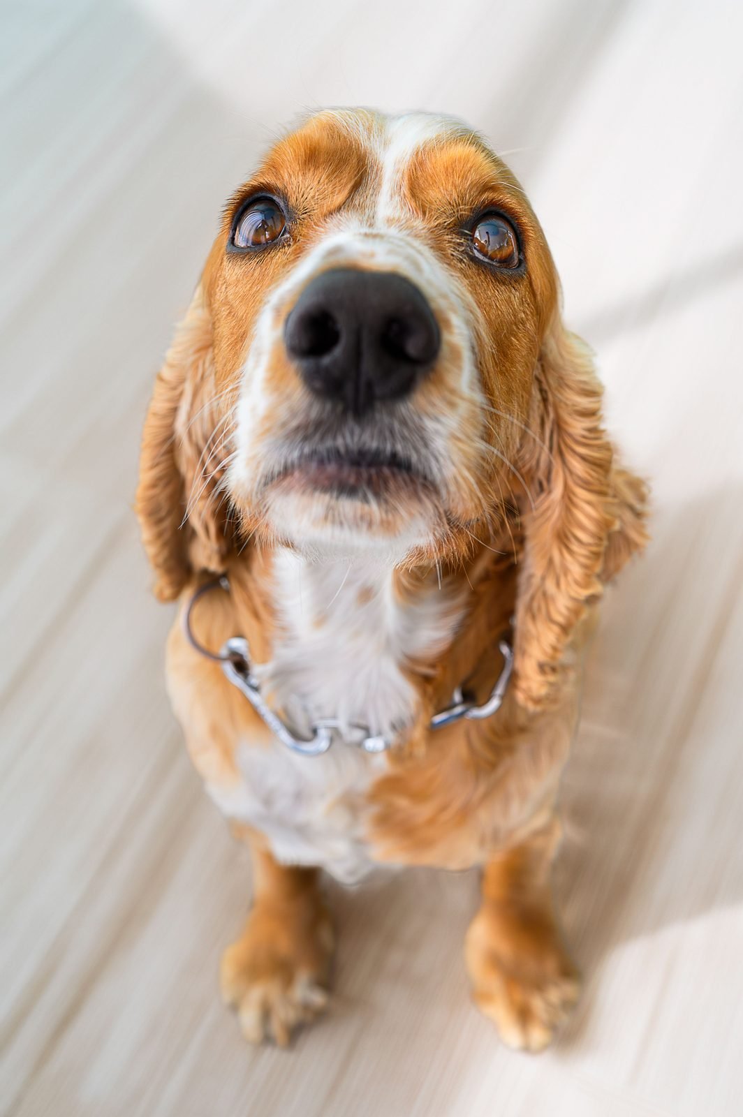 A happy cocker spaniel cared for by EADO Paws