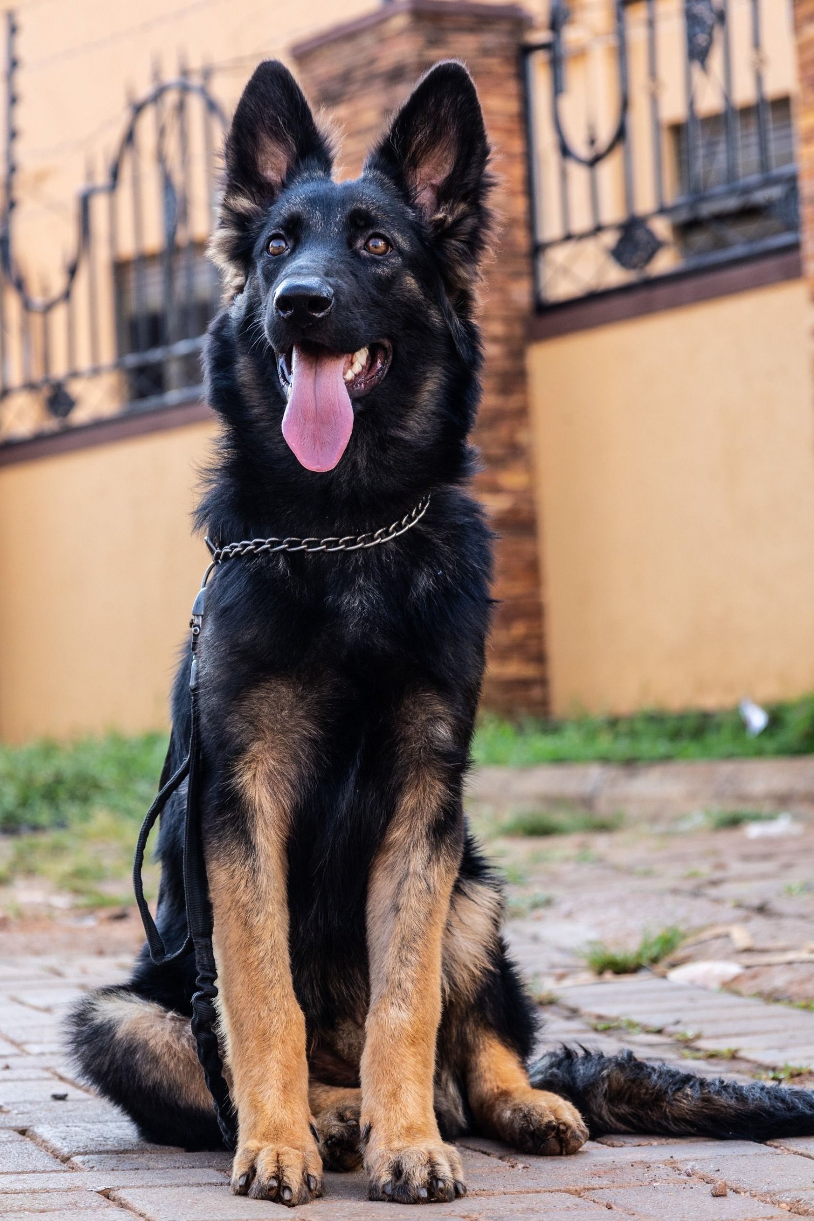 A happy dog cared for by EADO Paws